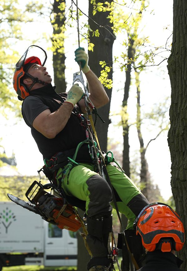 mitarbeiter der baumpflege fey beim erklimmen eines baumes